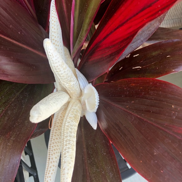 NEW! White Angel Wing Starfish Beach Coastal CHRISTMAS TREE STAR - Picture 4 of 6